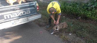 جمع آوری و زنده گیری سگ های بلاصاحب